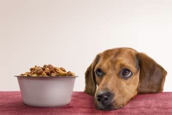 Dog and dish